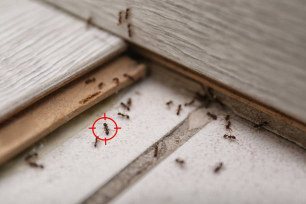 Best Best Pest Control Companies  in Moosup, CT