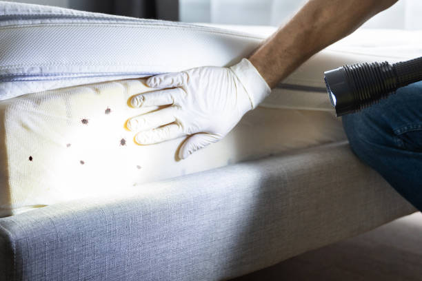 Best Ant Control Services  in Moosup, CT