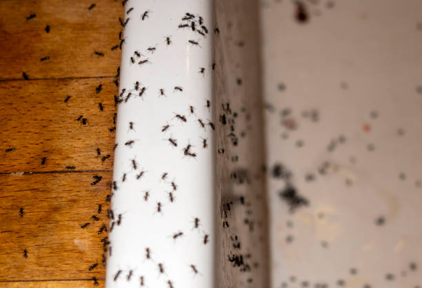 Best Affordable Pest Control Services  in Moosup, CT