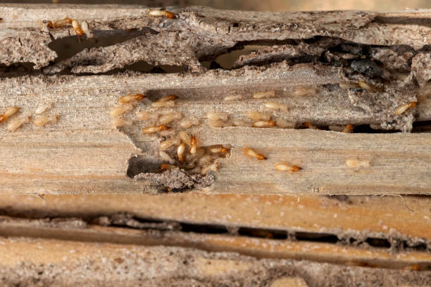 Best Pest Removal Services  in Moosup, CT